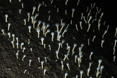 Trichoderma flavipes