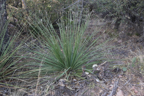 Image of Nolina erumpens by (c) Reid Hardin, some rights reserved (CC BY)