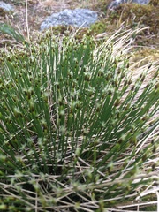 Trichophorum cespitosum