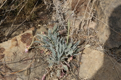 Oenothera brachycarpa