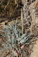 Oenothera brachycarpa