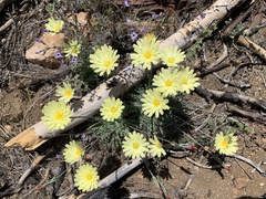 Anisocoma acaulis