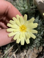 Anisocoma acaulis