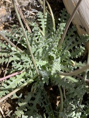 Anisocoma acaulis