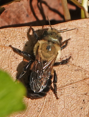 Osmia bucephala