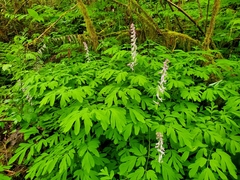 Corydalis scouleri