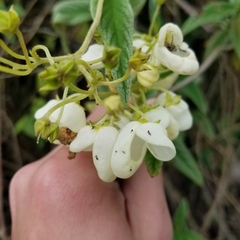 Calceolariaceae