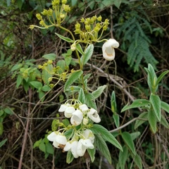 Calceolariaceae
