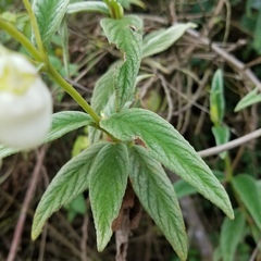 Calceolariaceae