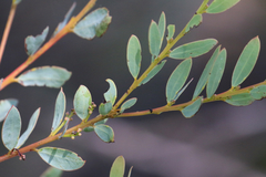 Acacia decora