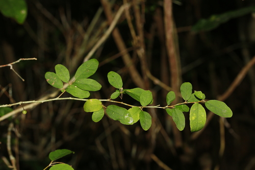 Solanum pancheri