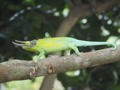 Jackson's Chameleon photo 1