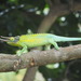 Jackson's Chameleon - Photo (c) J. Maughn, some rights reserved (CC BY-NC)