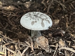 Clitocybe glacialis