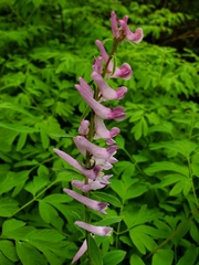Corydalis scouleri