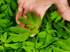 Corydalis scouleri