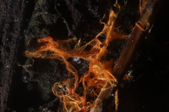 Hydnophlebia