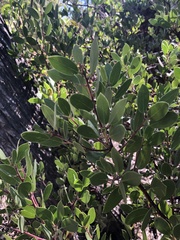Arctostaphylos bakeri sublaevis