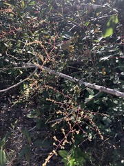 Holodiscus discolor cedrorum