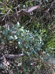 Aquilegia eximia