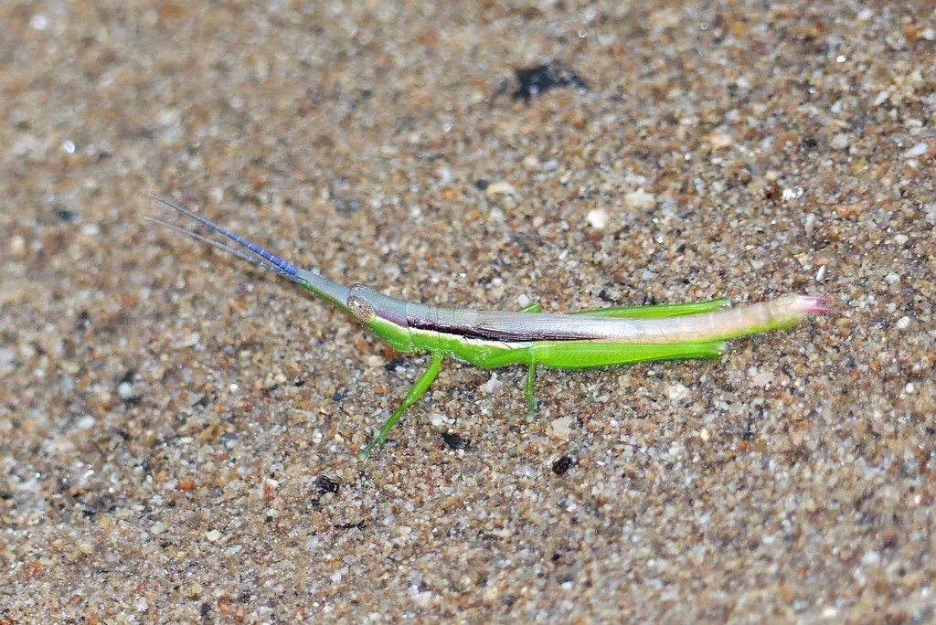 Carsula