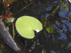 Nymphoides aquatica