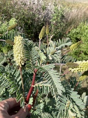Astragalus pycnostachyus pycnostachyus