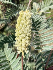 Astragalus pycnostachyus pycnostachyus