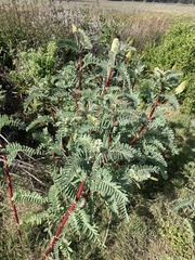 Astragalus pycnostachyus pycnostachyus