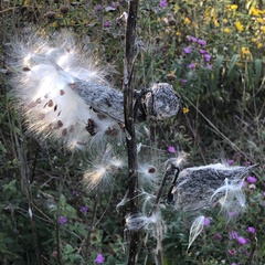 Asclepias syriaca