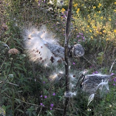 Asclepias syriaca