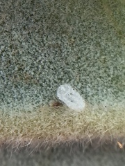 Lecanochiton actites