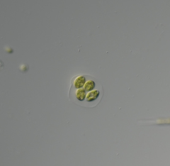 Oocystis