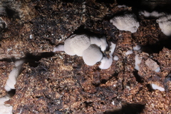 Schizoporella unicornis