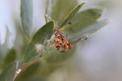 Arctostaphylos bakeri sublaevis