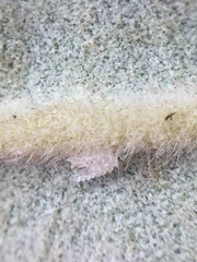 Lecanochiton actites