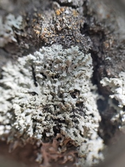 Physcia dimidiata