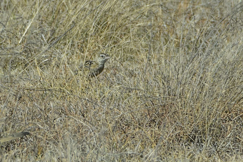 Rudd's Lark (Heteromirafra ruddi), photo 1
