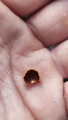 Anthracophyllum discolor