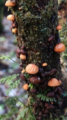 Anthracophyllum discolor