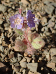 Phacelia longipes