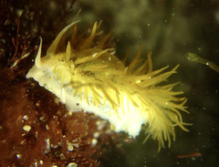 Fiona pinnata
