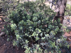 Arctostaphylos viscida pulchella