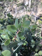 Arctostaphylos viscida pulchella
