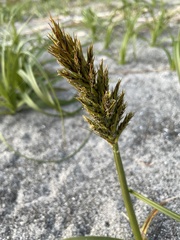 Carex macrocephala