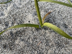 Carex macrocephala