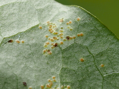 Puccinia taraxaci