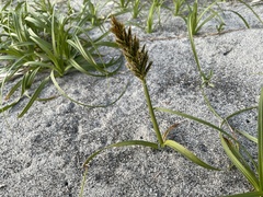 Carex macrocephala
