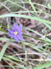 Thysanotus banksii