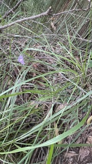 Thysanotus banksii